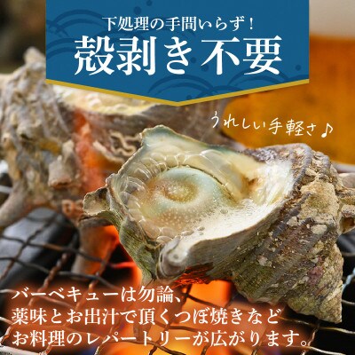 産地直送!天然さざえ ボイル済 1kg(500g × 2袋)【2024年6月10日以降順次発送】