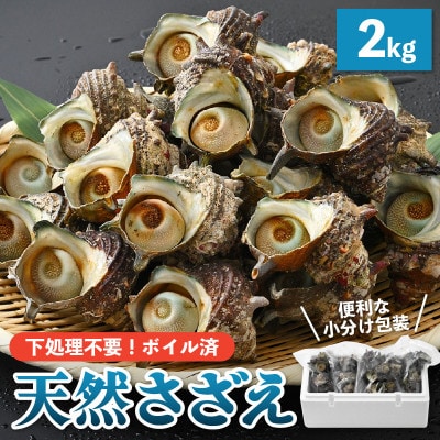 産地直送!天然さざえ ボイル済 2kg(500g × 4袋)【2024年6月10日以降順次発送】