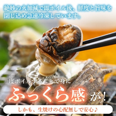 産地直送!天然さざえ ボイル済 2kg(500g × 4袋)【2024年6月10日以降順次発送】