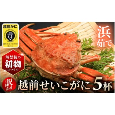 解禁直後の初物 ≪浜茹で≫訳あり越前せいこガニ (越前がにタグ付き) 5杯　【11月限定発送】