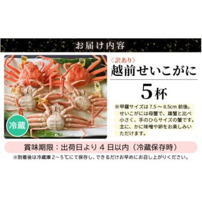 解禁直後の初物 ≪浜茹で≫訳あり越前せいこガニ (越前がにタグ付き) 5杯　【11月限定発送】