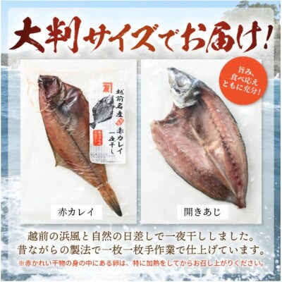 【訳あり】浜茹で 紅ずわいがに 2杯 & 大判干物「赤かれい・あじ」セット【5月発送分】