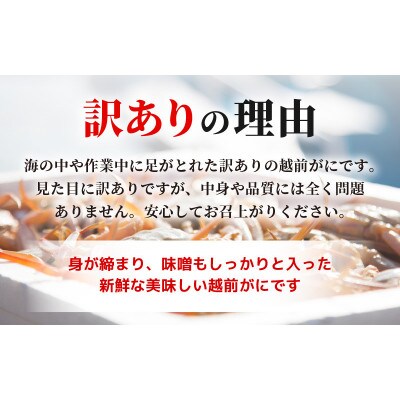 【訳あり】≪浜茹で≫越前がに 3杯(生で1杯400～600g)食べ方しおり付【12月発送予定】
