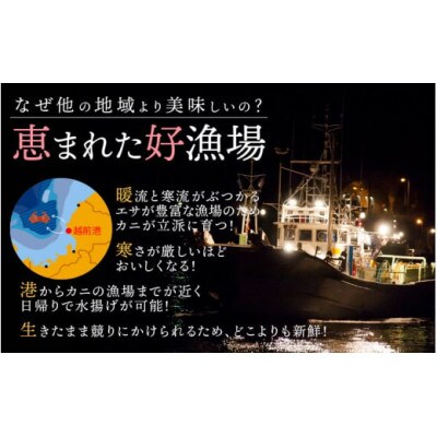 【訳あり】≪浜茹で≫越前がに 3杯(生で1杯400～600g)食べ方しおり付【2月発送予定】