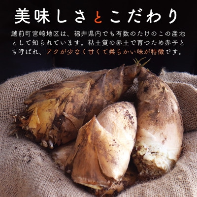 越前町宮崎地区産 たけのこ 約1kg