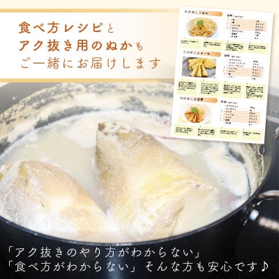 越前町宮崎地区産 たけのこ 約2kg(数量限定)