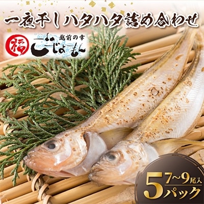 【越前海岸・美味直送シリーズ】一夜干しハタハタ詰合わせ(7～9尾入り5パック)