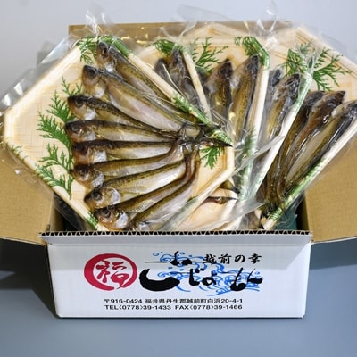 【越前海岸・美味直送シリーズ】一夜干しハタハタ詰合わせ(7～9尾入り5パック)