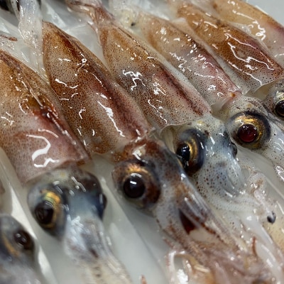 【越前海岸・美味直送シリーズ】ホタルイカ沖漬け　120g×5パック