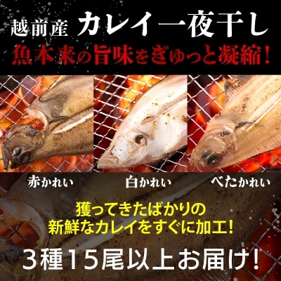 【越前海岸・美味直送シリーズ】　訳あり　越前町産 カレイ一夜干し 2kg