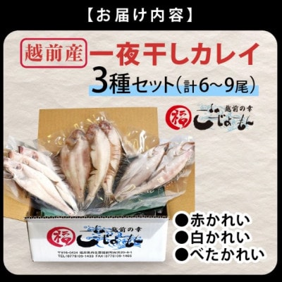 【のし付】越前産 かれい 「一夜干しカレイ3種セット(合計6～9尾)」