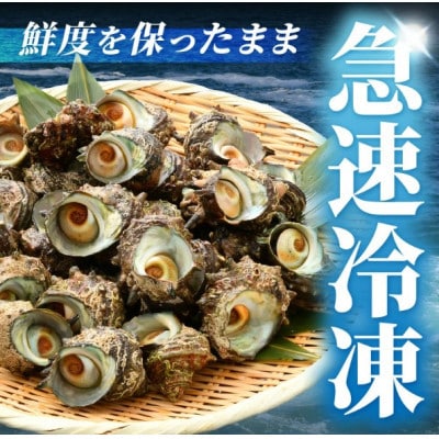 【越前海岸・美味直送シリーズ】急速冷凍サザエ　500g×2パック