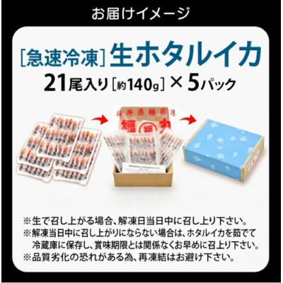 【毎月定期便】ホタルイカ(刺身・しゃぶしゃぶ用)　21尾入 × 5パック 合計約700g全6回