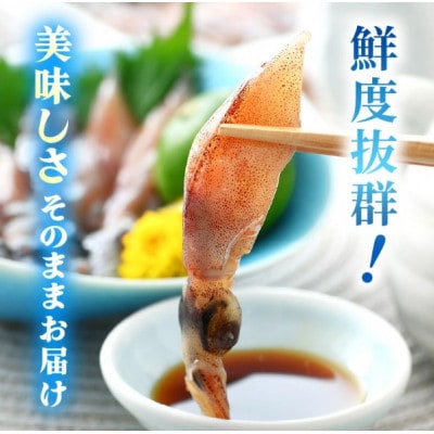 【毎月定期便】ホタルイカ(刺身・しゃぶしゃぶ用)　21尾入 × 3パック 合計約420g全3回