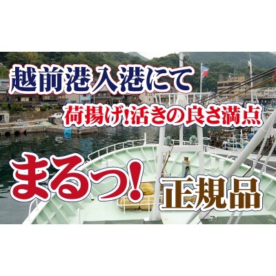 【11月送付】旨味満載!活〆越前紅ずわい蟹 1杯