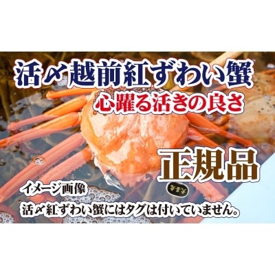 旨味満載!活〆越前紅ずわい蟹【12月・1月送付】
