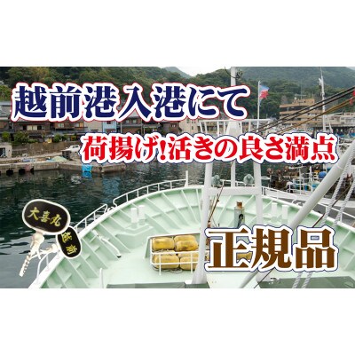 旨味満点!活越前紅ずわい蟹【2月・3月送付】
