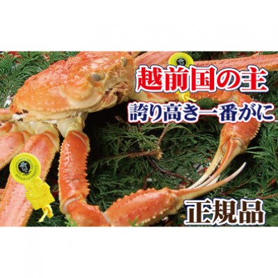 桐箱入り!一番蟹　越前国の主!越前がにの象徴 × 1杯 ≪浜茹で≫【11月発送分】