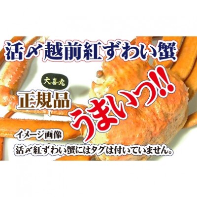 活〆 越前 紅ずわいがに × 1杯 旨味満載!! ≪浜茹で≫【9・10月発送分】