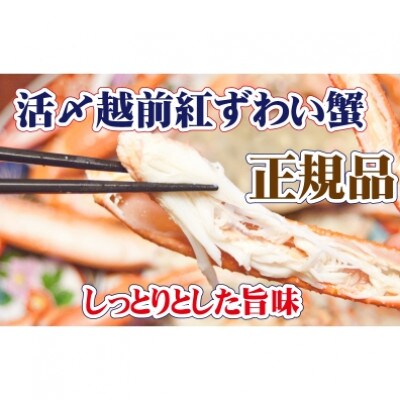 活〆 越前 紅ずわいがに × 1杯 旨味満載!! ≪浜茹で≫【9・10月発送分】