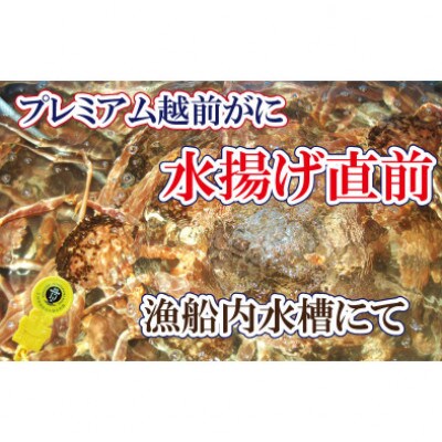 桐箱入り!四番蟹　至福のプレミアム越前がに × 1杯 ≪生≫【11月発送分】