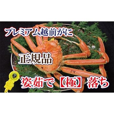 桐箱入り!越前の宝【極】落ち　プレミアム越前がに × 1杯 ≪生≫【2・3月発送分】