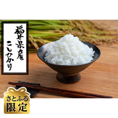 さとふる限定【精米10kg】【令和4年産】 福井県越前町産 こしひかり