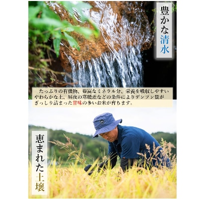 さとふる限定【精米10kg】【令和4年産】 福井県越前町産 こしひかり