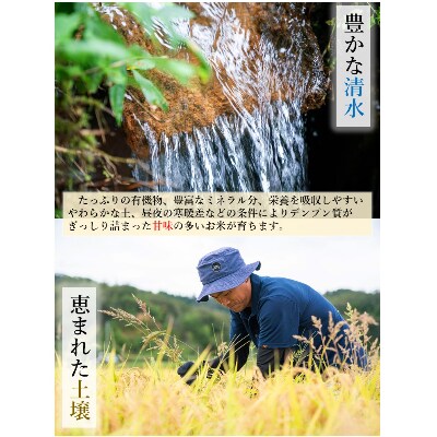 さとふる限定【精米15kg】【令和4年産】福井県越前町産 こしひかり