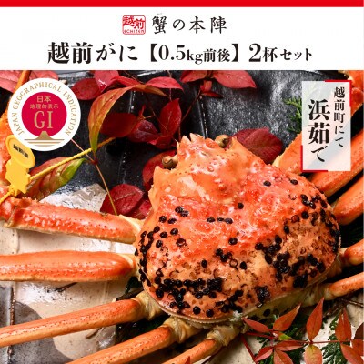 冬の日本海の味【越前がに(ずわいがに)】0.5kg前後 2杯セット
