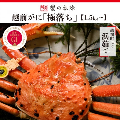 福井県のブランド蟹「極」に準ずる　浜茹で【越前がに　極落ち1.5kg～】11月～翌3月順次発送