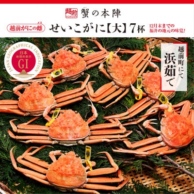 浜茹で【越前せいこがに　大　250g前後】7杯セット　11～12月順次発送