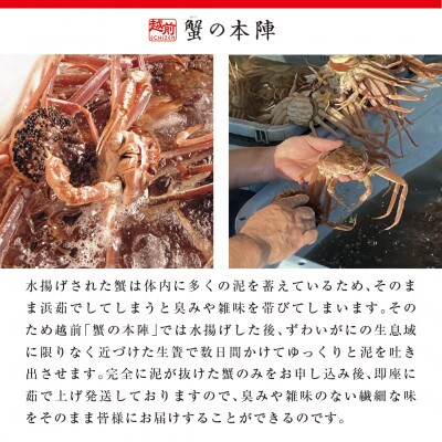 浜茹で【越前せいこがに　大　270g前後】7杯セット　11～12月順次発送