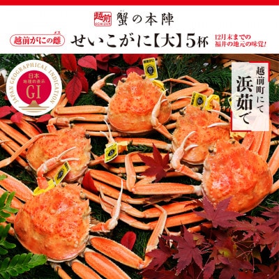 浜茹で【越前せいこがに　大　250g前後】5杯セット　11～12月順次発送