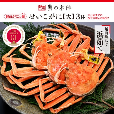 浜茹で【越前せいこがに　大　250g前後】3杯セット　11～12月順次発送