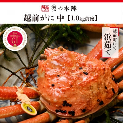 冬の日本海の味　浜茹で【越前がに　中　1.0kg前後】11月～翌3月順次発送