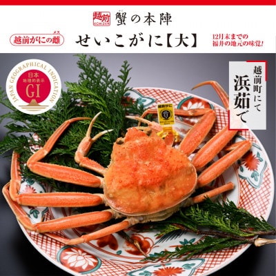 浜茹で【越前せいこがに　大　250g前後】　11～12月順次発送