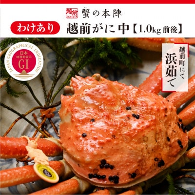 【わけあり】冬の日本海の味　浜茹で【越前がに　中　1.0kg前後】11月～翌3月順次発送