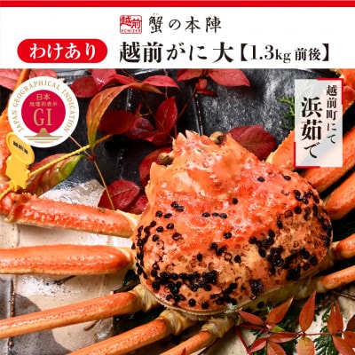 【わけあり】冬の日本海の味　浜茹で【越前がに　大　1.3kg前後】11月～翌3月順次発送