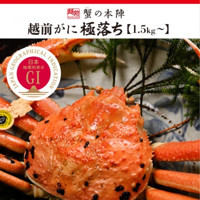 福井県のブランド蟹「極」に準ずる【越前がに　極落ち1.5kg～】12月発送