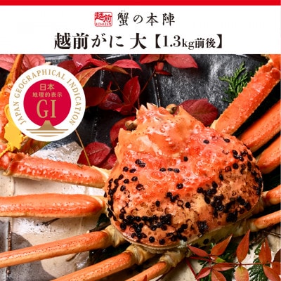 冬の日本海の味　浜茹で【越前がに　大　1.3kg前後】2027年1月発送
