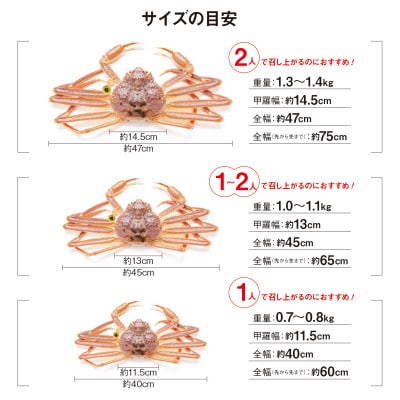 【わけあり】冬の日本海の味　浜茹で【越前がに　大　1.3kg前後】2027年3月発送