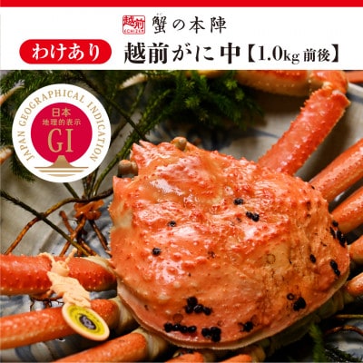 【わけあり】冬の日本海の味　浜茹で【越前がに　中　1.0kg前後】11月発送
