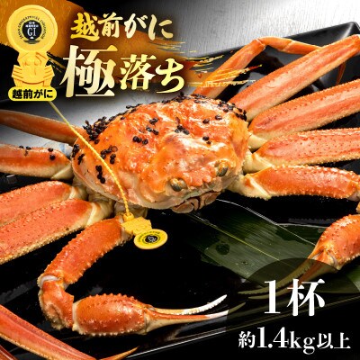 越前がに 浜茹で 極落ち(生で約1.4kg以上)× 1杯【1月より順次発送】