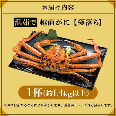 越前がに 浜茹で 極落ち(生で約1.4kg以上)× 1杯【2月より順次発送】
