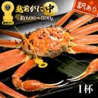 【訳あり】≪浜茹で≫越前がに 中サイズ(生で約600～800g)× 1杯【1月より順次発送】