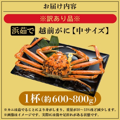 【訳あり】≪浜茹で≫越前がに 中サイズ(生で約600～800g) × 1杯【2月より順次発送】