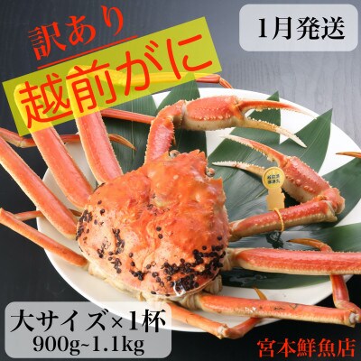 【訳あり】≪浜茹で≫越前がに　大サイズ×1杯【1月中旬頃より順次発送】