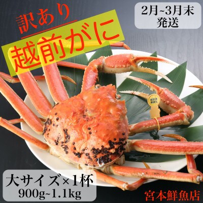 【訳あり】≪浜茹で≫越前がに　大サイズ×1杯【2月より順次発送】