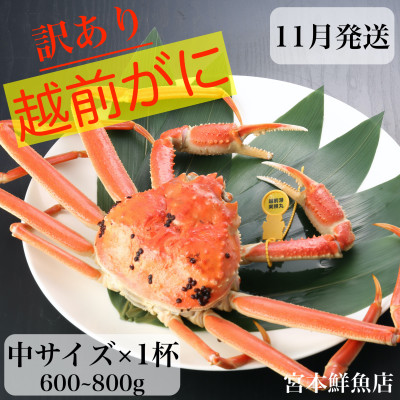 【訳あり】≪浜茹で≫越前がに　中サイズ×1杯【11月中旬頃より順次発送】
